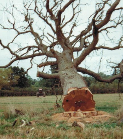 a felled oak tree in Radnorshire