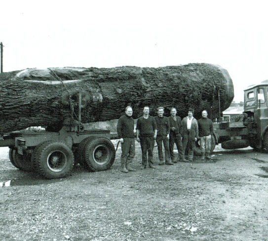 delivering a felled oak tree in the early days of radnor