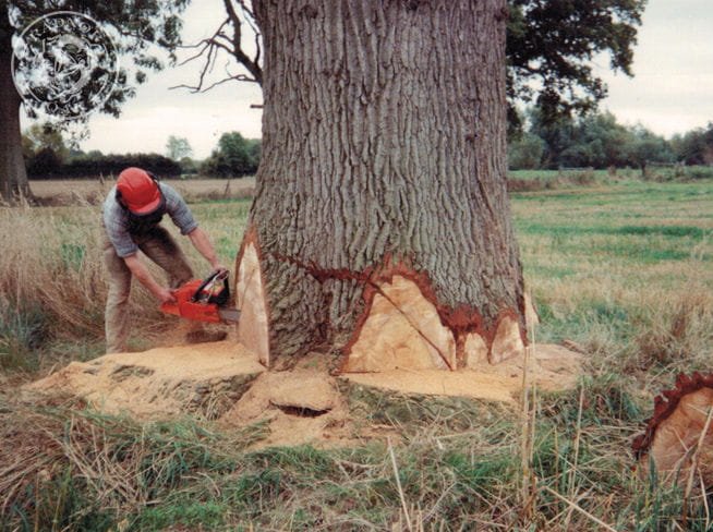 felling an oak tree